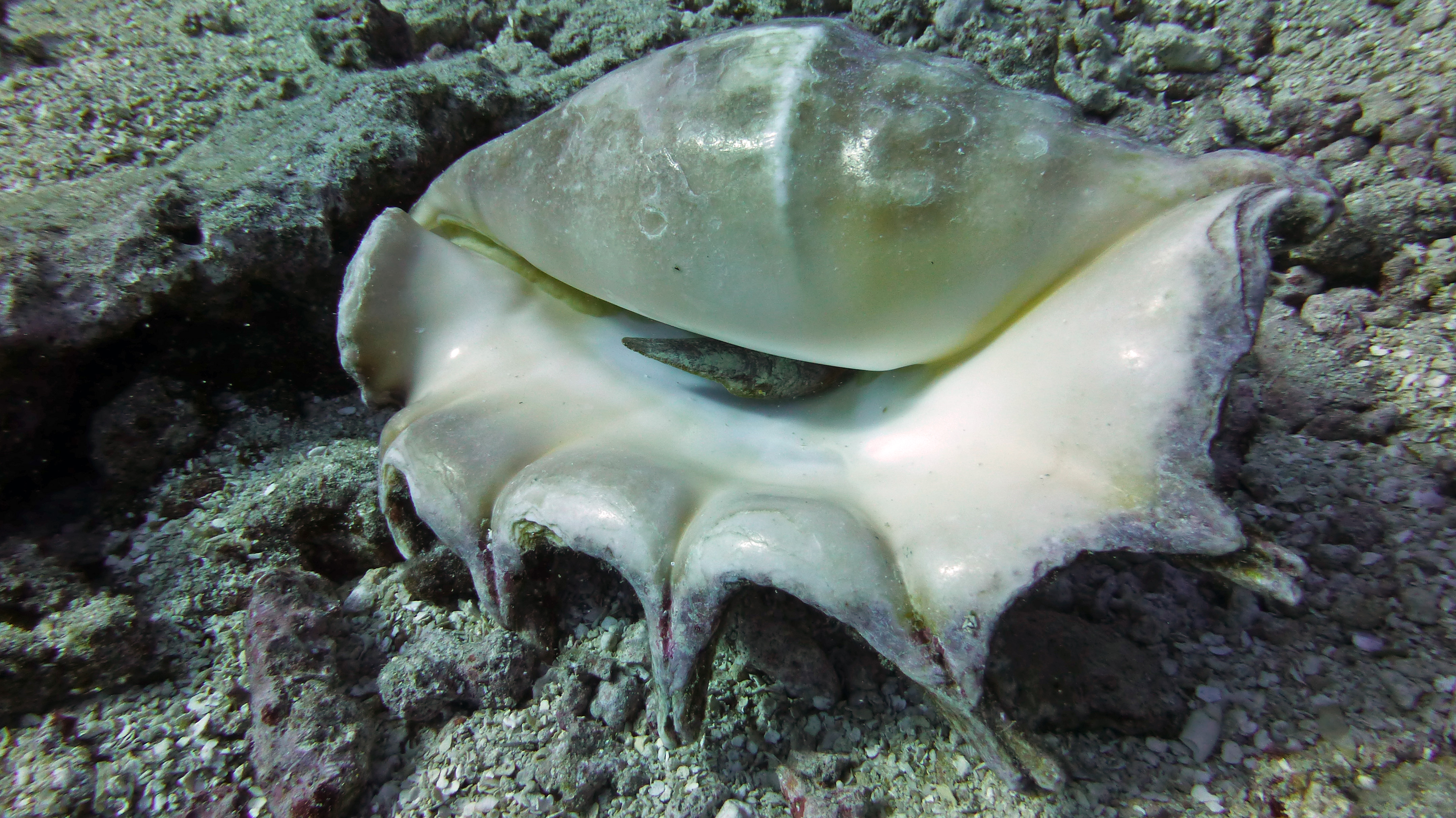Giant spider conch, Mo'orea 2019.